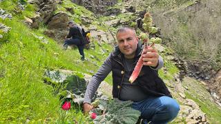 Dağda kendiliğinden yetişiyor: Yayla muzu olarak biliniyor