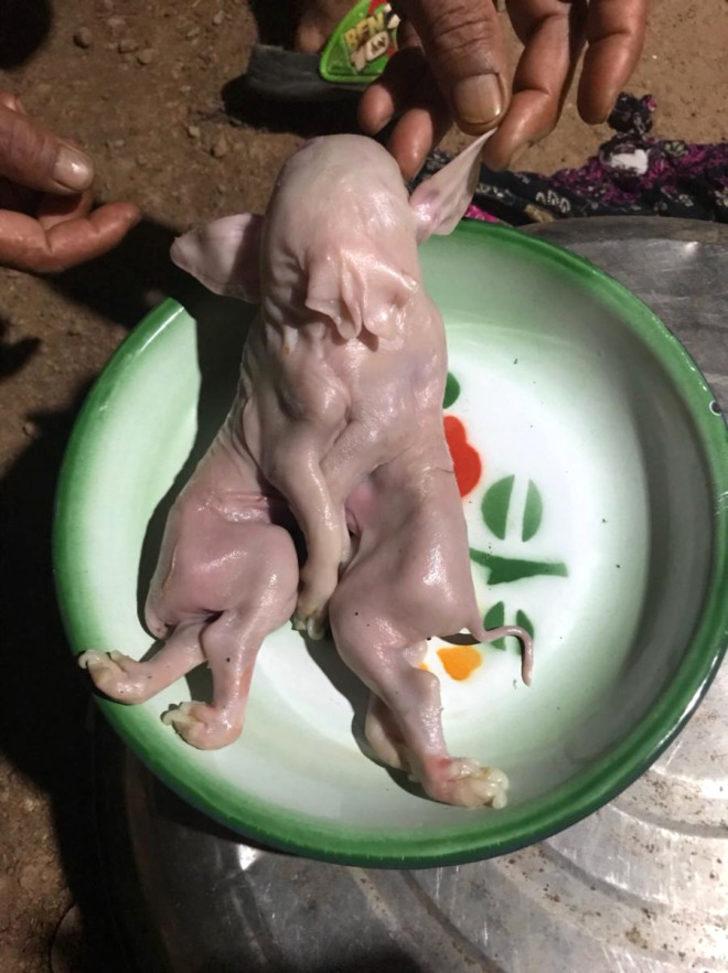 Yok artık! Yapışık domuzları tasın içine koyup 'tanrı' diye tapıyorlar G1