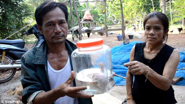 Yok artık! Yapışık domuzları tasın içine koyup 'tanrı' diye tapıyorlar G3