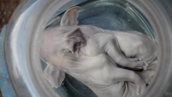 Yok artık! Yapışık domuzları tasın içine koyup 'tanrı' diye tapıyorlar G4