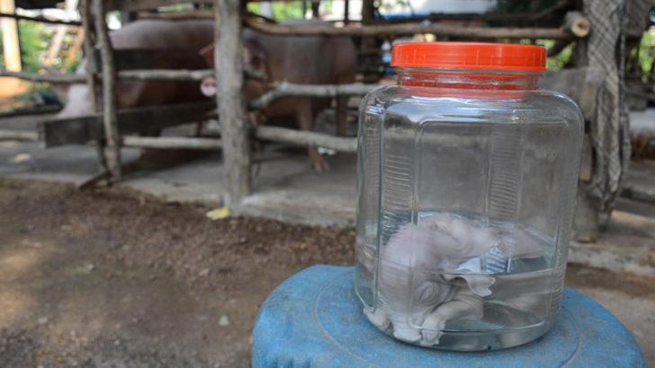 Yok artık! Yapışık domuzları tasın içine koyup 'tanrı' diye tapıyorlar G5