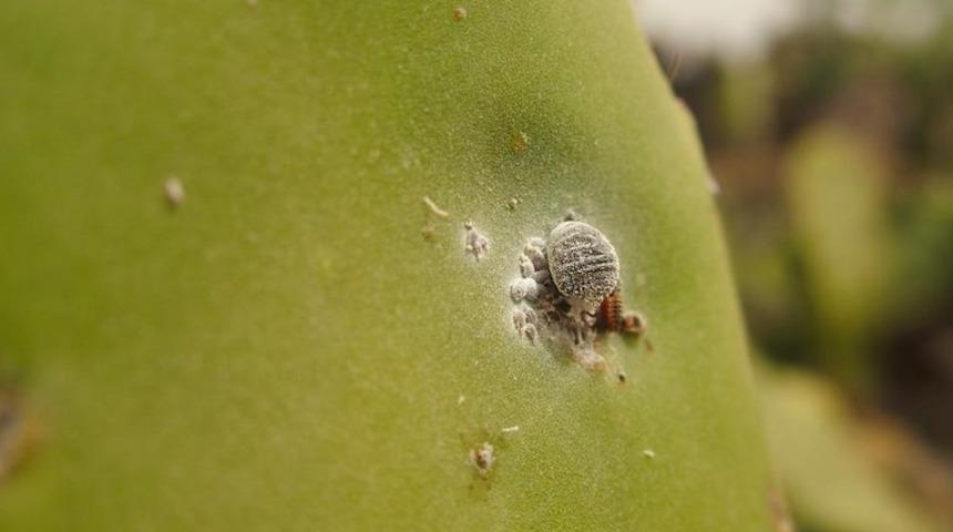 Beslendiğinizi zannederken binlerce böcek yemiş olabilirsiniz!