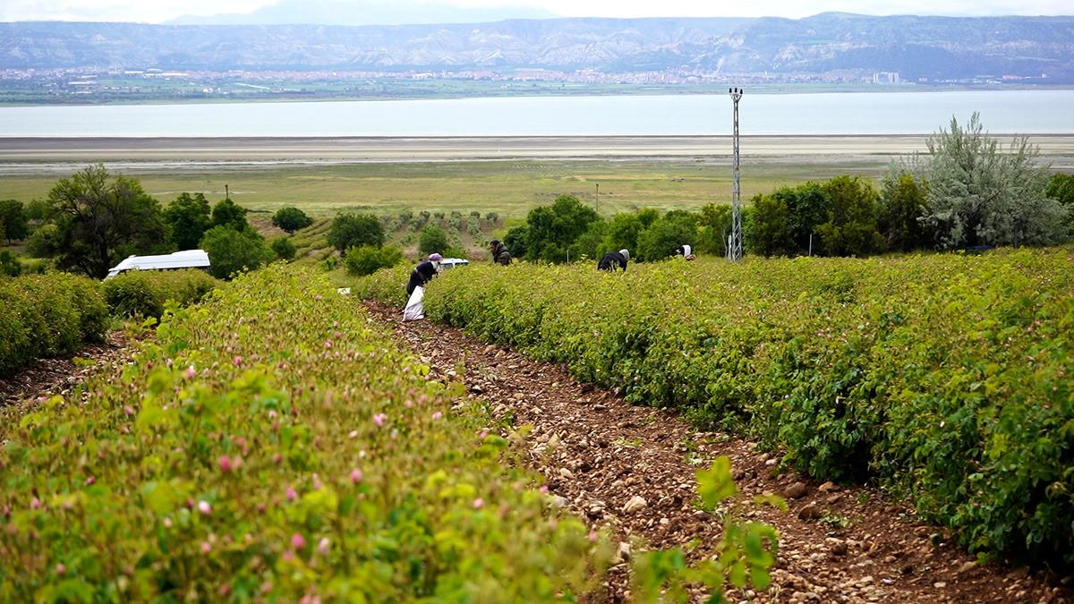 Türkiye’nin "gül bahçesi" Isparta da hasat başladı 2