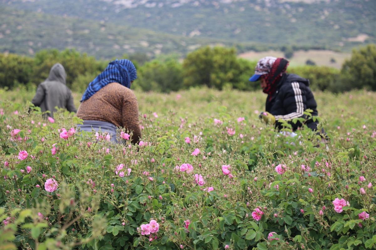 Türkiye’nin "gül bahçesi" Isparta da hasat başladı 1