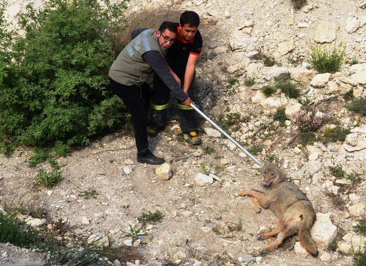 İnşaat çukuruna kurt düştü!  G1