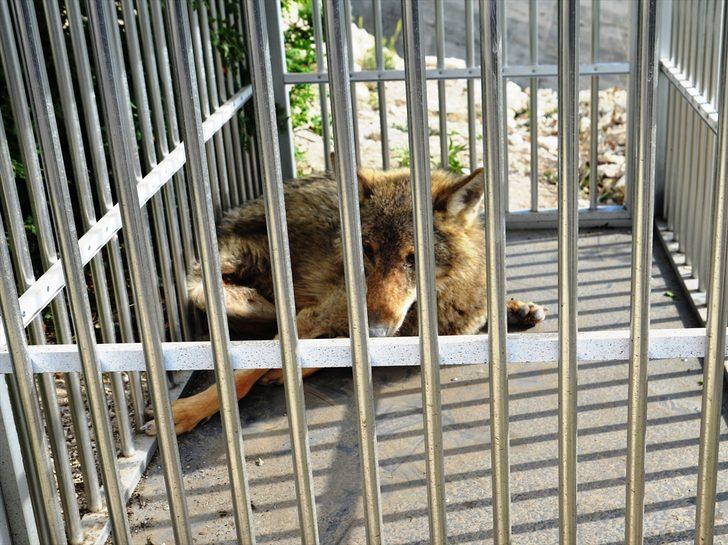 İnşaat çukuruna kurt düştü!  G3