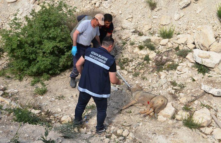 İnşaat çukuruna kurt düştü!  G4