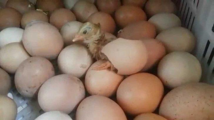 Civciv üretmek için başladı, ihracatçı oldu G5