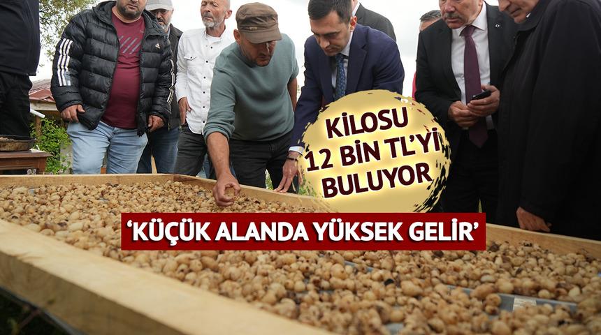'Topraktan &ccedil;ıkan altın' deniyor: 'Bu işte para var'