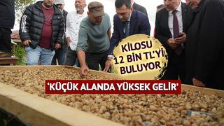 'Topraktan çıkan altın' deniyor: 'Bu işte para var'