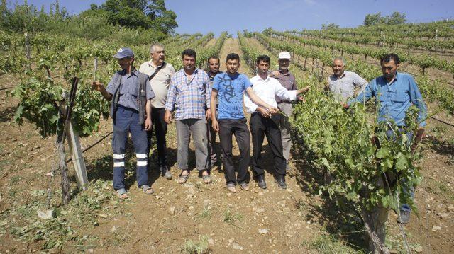 Alaşehir'de dolu, tarım arazilerini vurdu