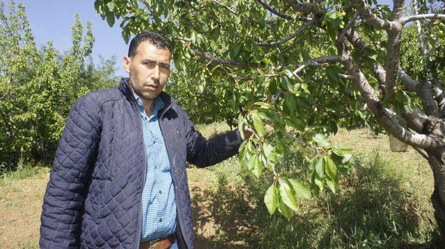 Alaşehir'de dolu, tarım arazilerini vurdu