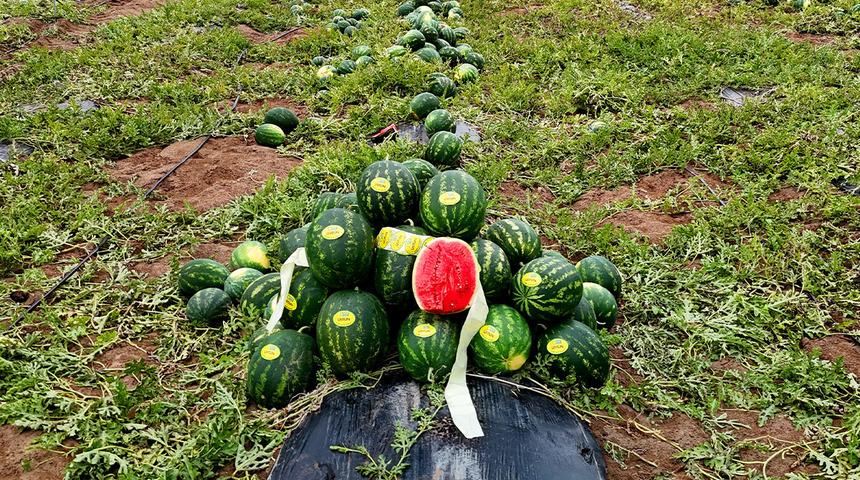 Adana'da hasat başladı: Fiyatlar belli oldu! Eken zengin olacak
