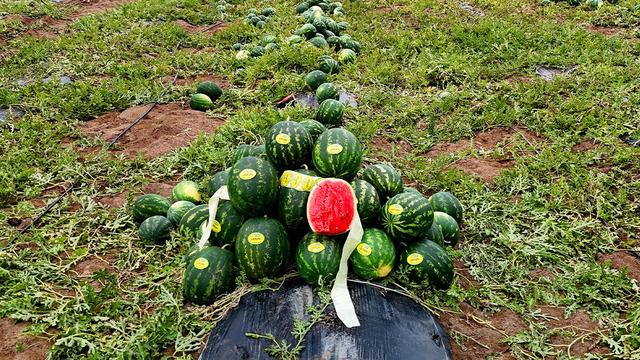 Adana'da hasat başladı: Fiyatlar belli oldu! Eken zengin olacak