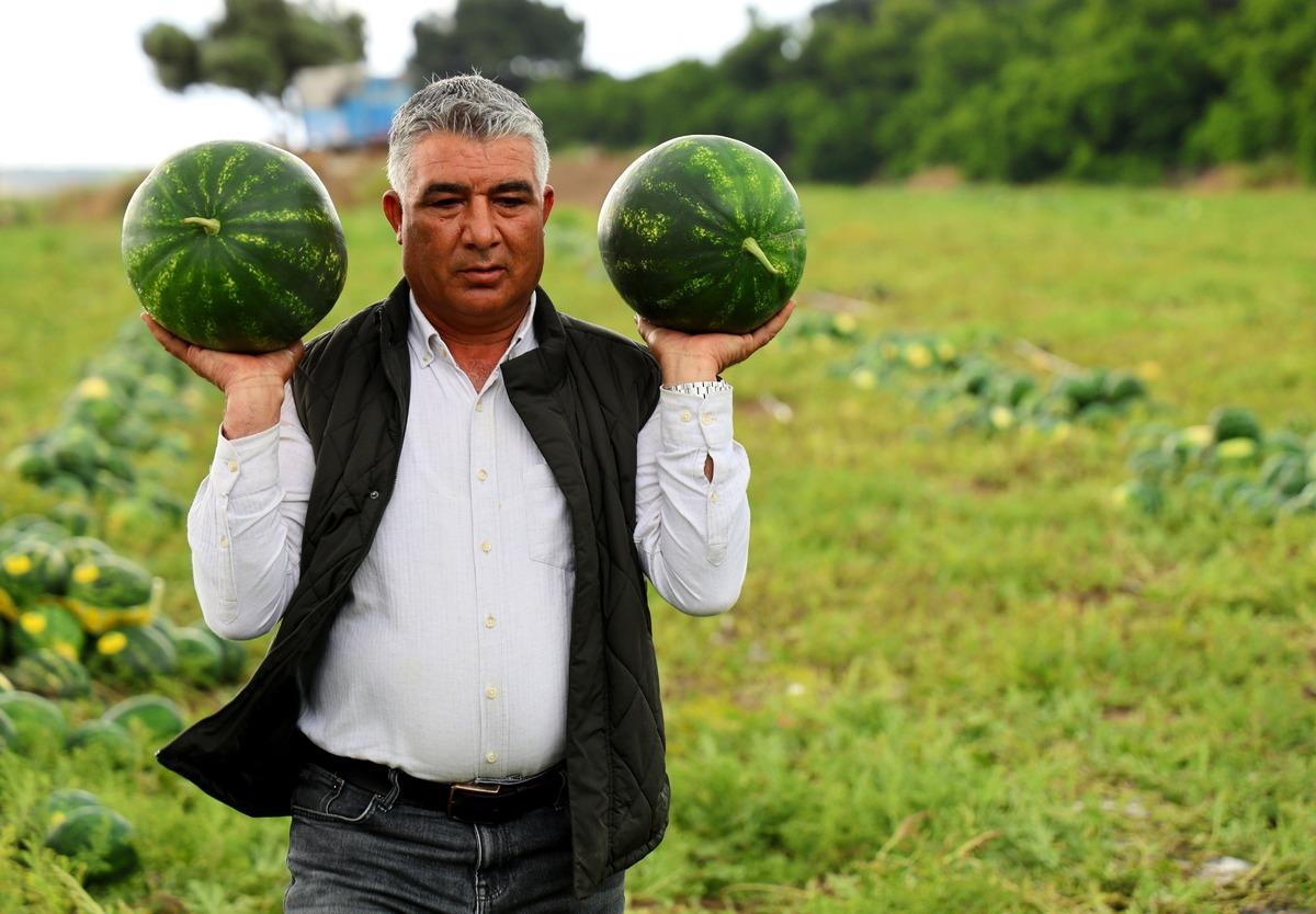 Adana da hasat başladı: Fiyatlar belli oldu! Eken zengin olacak 1
