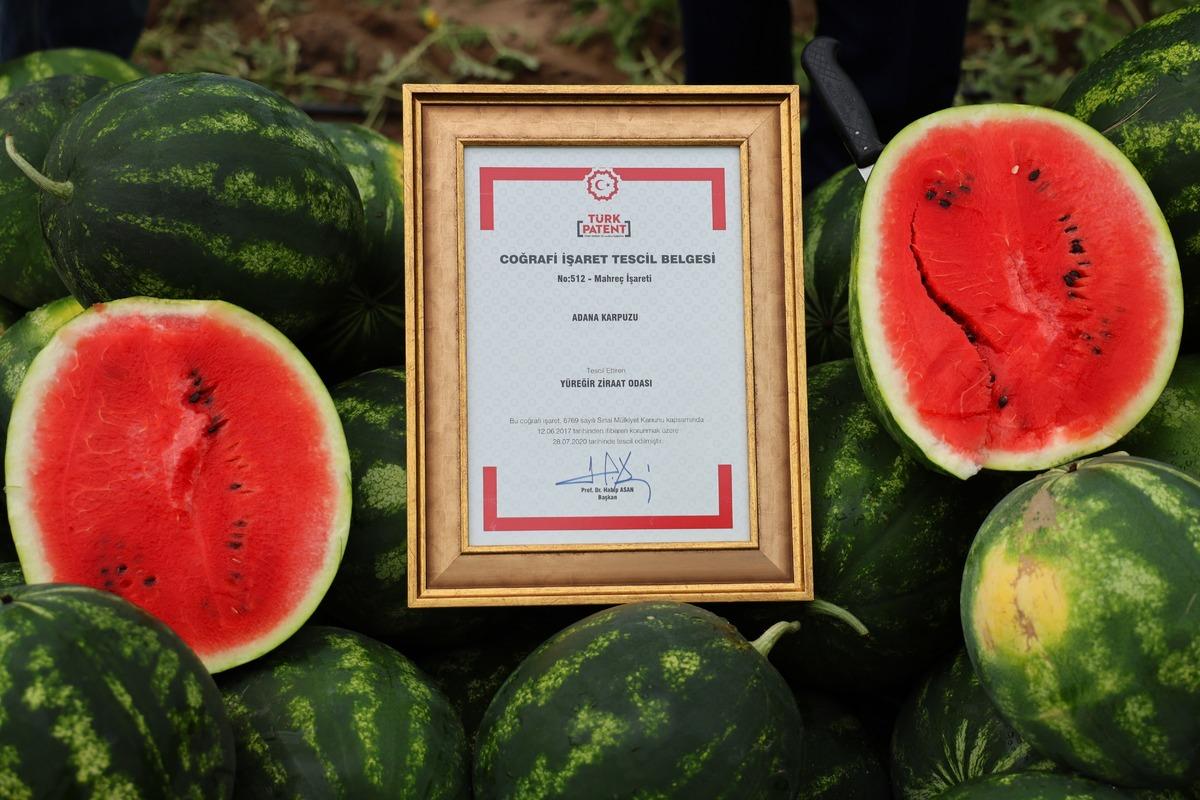 Adana da hasat başladı: Fiyatlar belli oldu! Eken zengin olacak 3