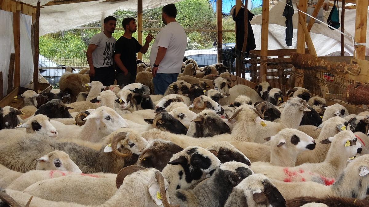 Biri Kral diğeri Baron ! "Rakibi yok, İstanbul’da tek" 2