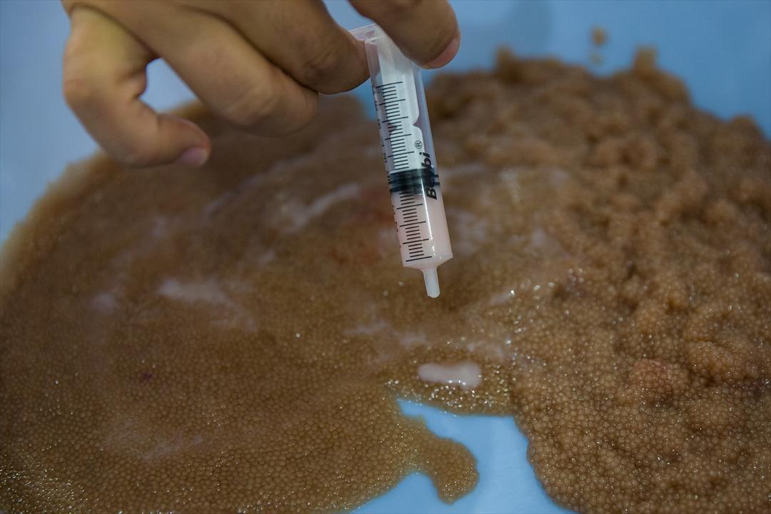 Antalya'da yayın balığının seri &uuml;retimine başlandı