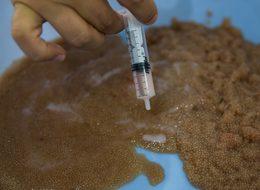 Antalya'da yayın balığının seri üretimine başlandı