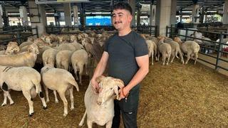 Bursa’daki sıra dışı gergedan boynuzlu koç görenleri şaşırtıyor