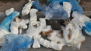 Çöpte 33 ölü kedi bulundu! İzmir'de korkunç manzara
