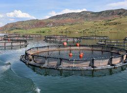 Sivas'tan Avrupa'ya alabalık ihracı