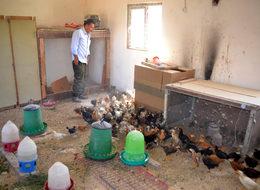 Hayvanlarını müzik dinleterek besliyor