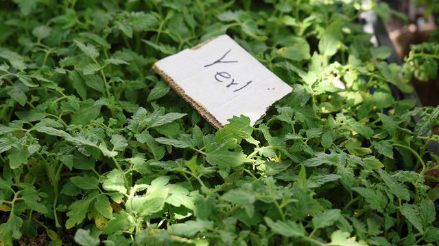 Yayla sezonu öncesi yoğun talep: 10 ile 30 TL arasında satılıyor!
