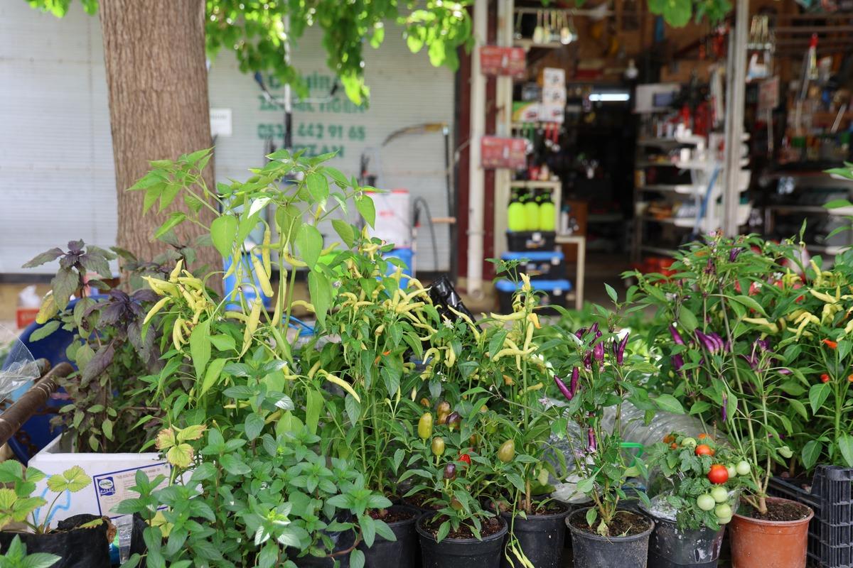 Yayla sezonu öncesi yoğun talep: 10 ile 30 TL arasında satılıyor! 2