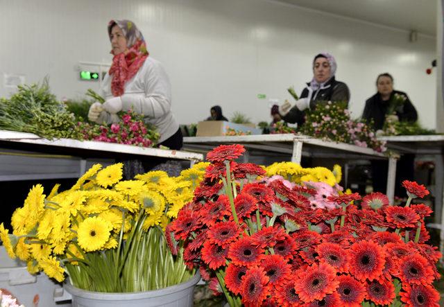 Anneler günü için 35 ülkeye 42 milyon dal kesme çiçek