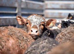  20 bin Angus İskenderun Limanı'na ulaştı