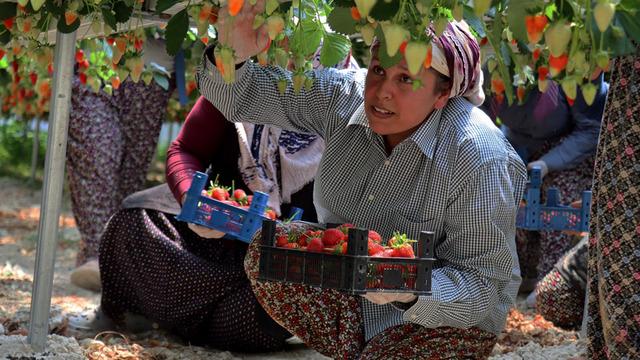 Çilek üretimini yapay zekayla buluşturdu! İlk hasadıyla ihracata açıldı