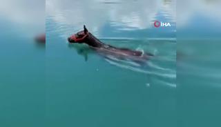 Fırat Nehrinde y&uuml;zen atı g&ouml;renler g&ouml;zlerine inanamadı