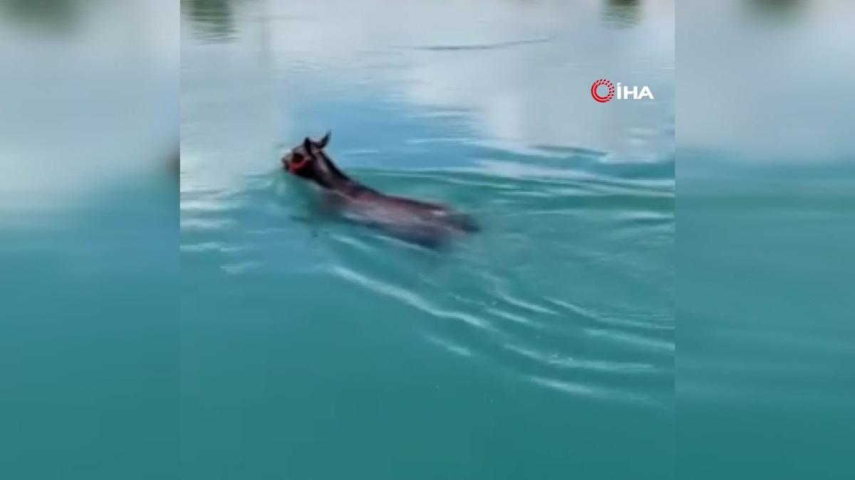 Fırat Nehrinde yüzen atı görenler gözlerine inanamadı 1