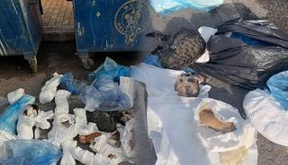 &Ccedil;&ouml;pte 33 &ouml;l&uuml; kedi bulunmuştu! Veteriner adliyede