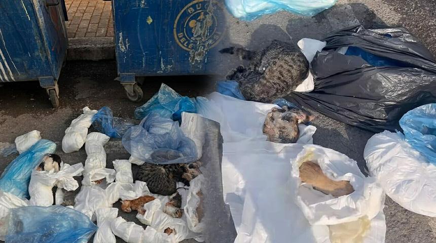 İzmir'de &ccedil;&ouml;pte 33 &ouml;l&uuml; kedi bulunmuştu! Veteriner tutuklandı