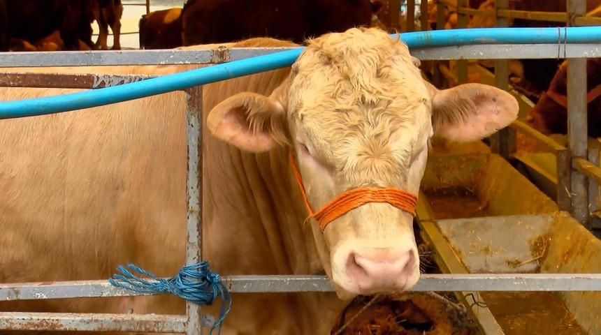 Kurban Bayramı'na 4 g&uuml;n kala hayvan pazarlarında hareketlilik 