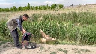 Iğdır’da yaralı bulunan şahin yeniden doğaya bırakıldı