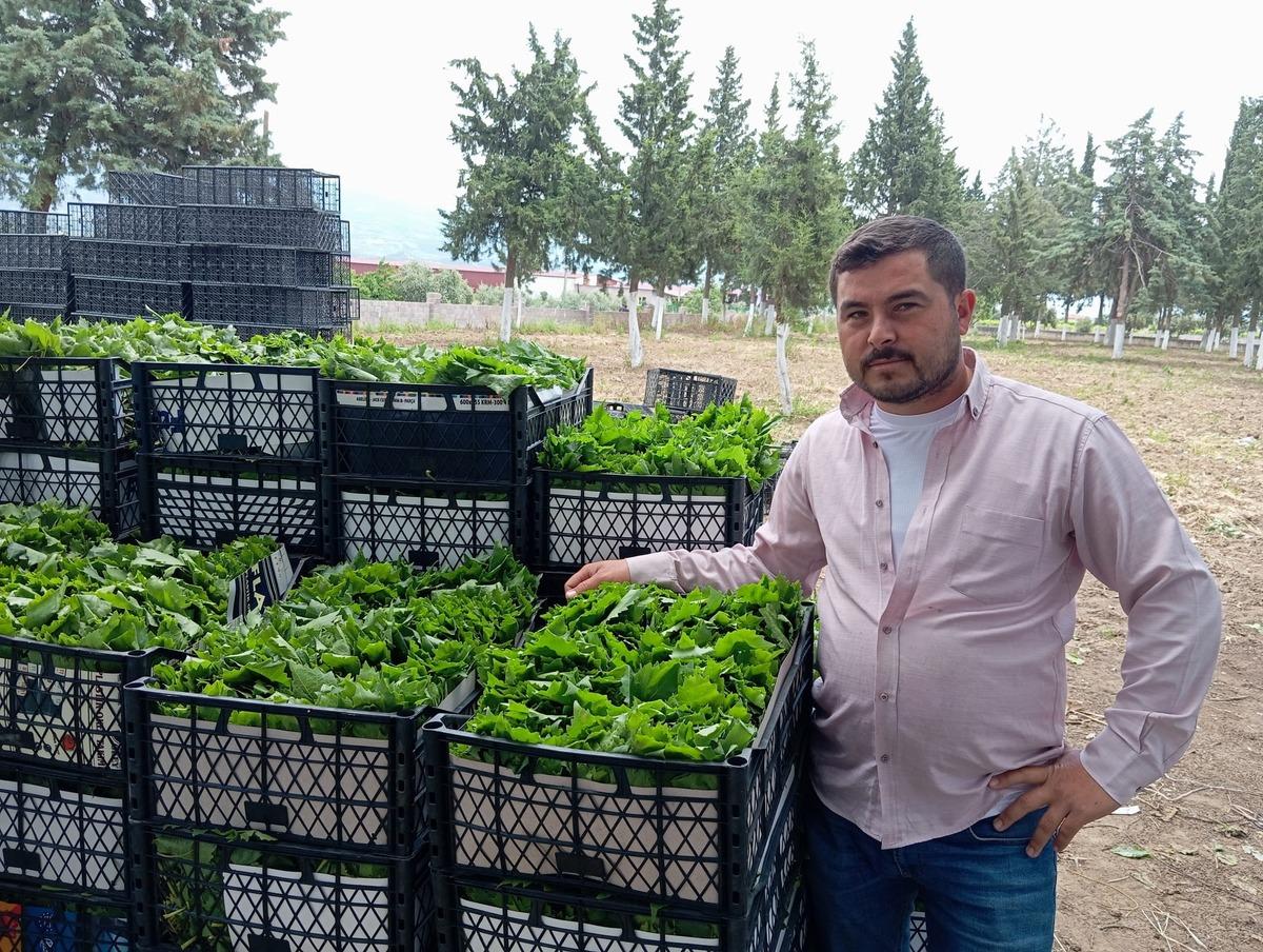 Peşin parayla satılıyor:  Yeşil altın  erkenden kazandırıyor 2