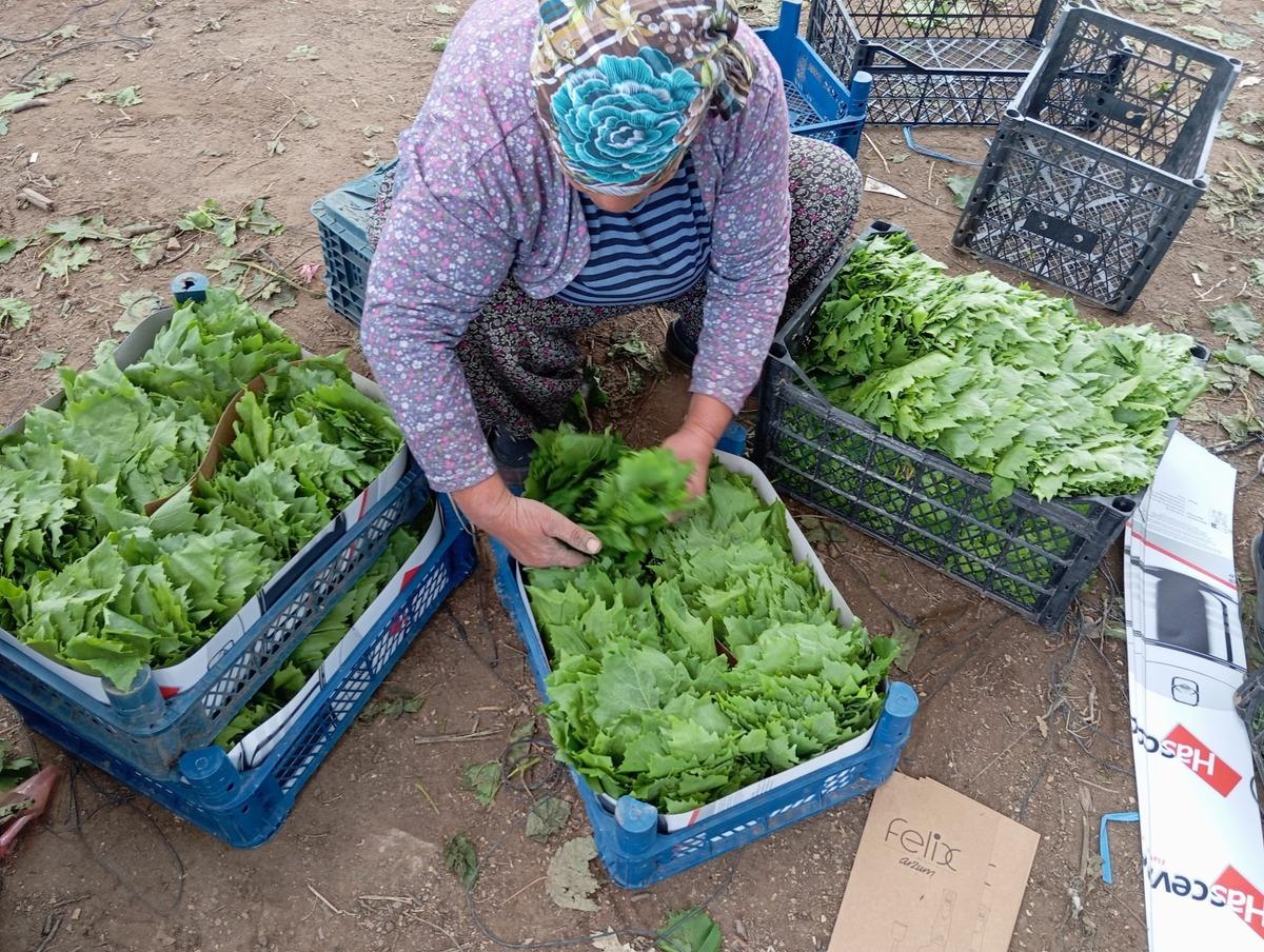 Peşin parayla satılıyor:  Yeşil altın  erkenden kazandırıyor 4