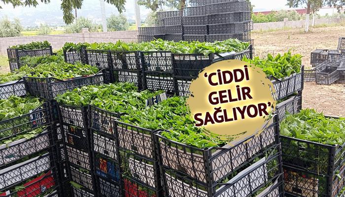 Peşin parayla satılıyor: 'Yeşil altın' erkenden kazandırıyor