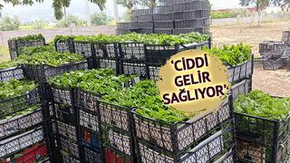 Peşin parayla satılıyor: 'Yeşil altın' erkenden kazandırıyor