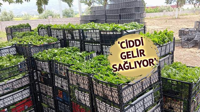 Peşin parayla satılıyor: 'Yeşil altın' erkenden kazandırıyor