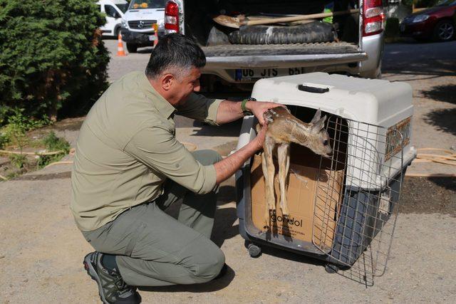 Köpeklerin saldırısından kurtarılan yavru karaca korumaya alındı