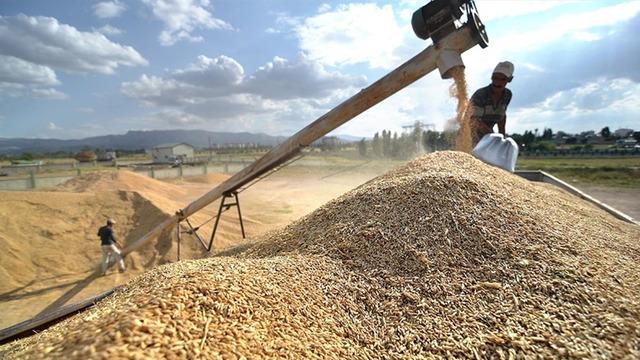 Beklenti arttı: Tarihin en yüksek üretim miktarına ulaşılabilir