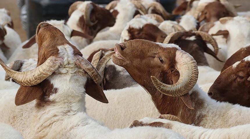 Korunan alanlar Kurban Bayramı'na hazır