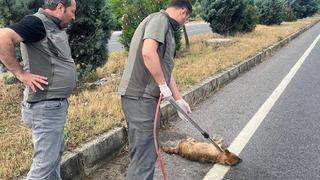 Yaralı çakal tedavi altına alındı