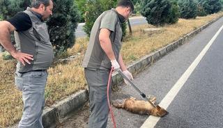 Yaralı &ccedil;akal tedavi altına alındı