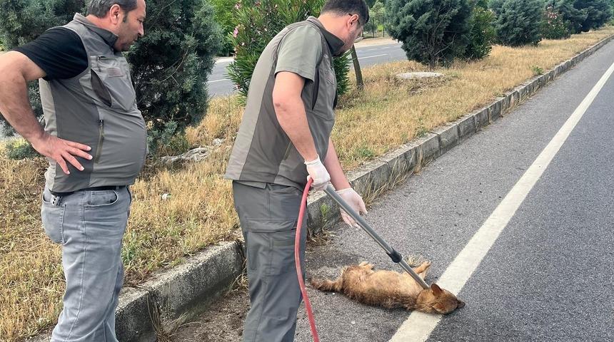 Yaralı &ccedil;akal tedavi altına alındı
