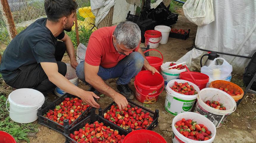 Verim y&uuml;ksek ama endişeliler: 'Bu kısmı bah&ccedil;ede kaldı'